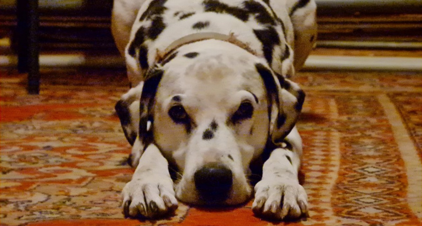 Хотите верную собаку до старости: избегайте этих 10 ошибок - питомец не простит