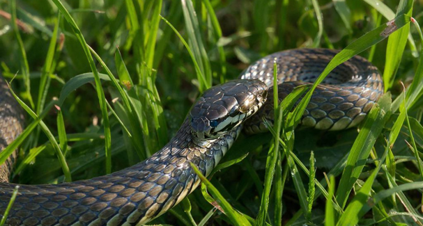 Какие растения посадить на даче, чтобы отпугнуть змей на участке - столько лет жила и не знала