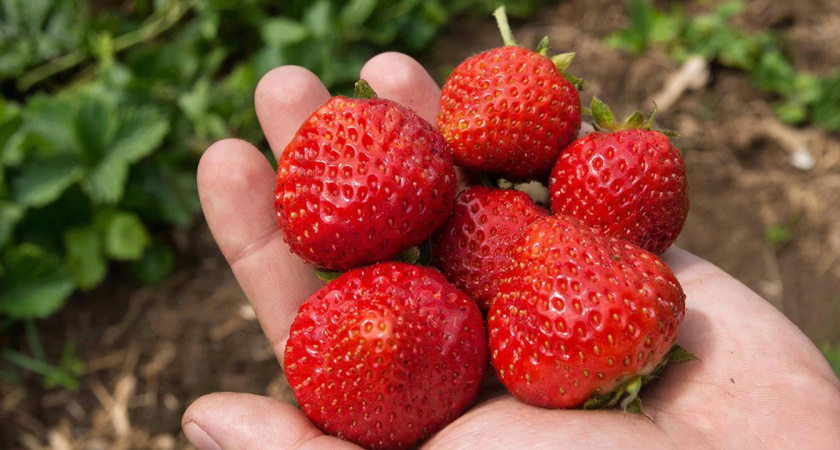 Плотные, ароматные, сладкие как мед: сорта клубники, которые бьют рекорды по урожайности