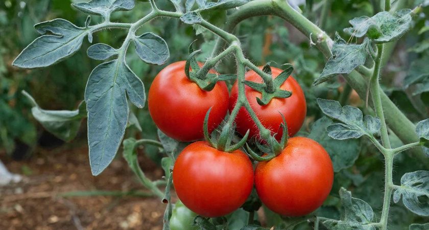 Томаты словно персик: сочные, вкусные и очень полезные плоды — необычные, с голубоватым оттенком