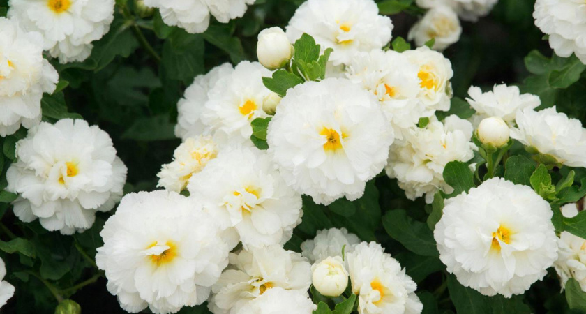 Ни вредители, ни бедная почва ему не указ: этот цветок превращает клумбу в сказку