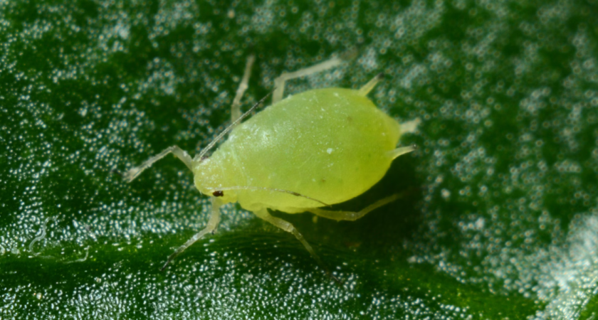 Тли на смородине как не бывало: разработала новую стратегию — кустики здоровые, с крупными гроздьями