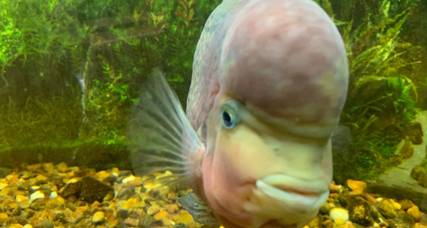 В Коми зафиксирован резкий всплеск браконьерства