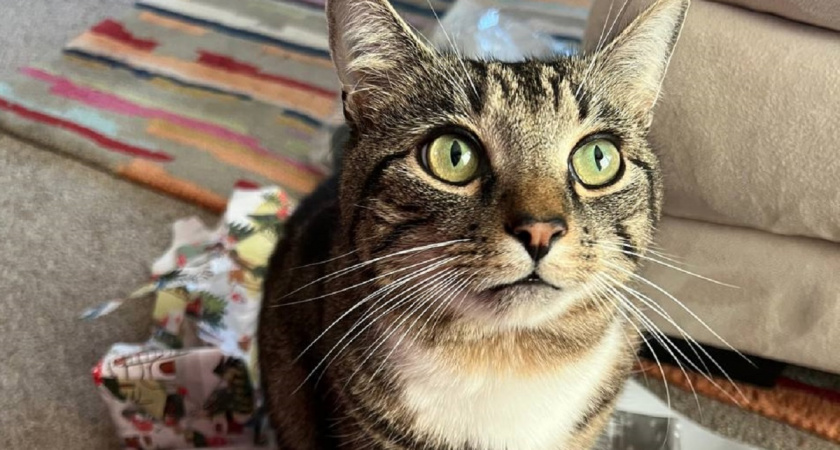 Стало известно помнит ли кошка, что было вчера — запомните раз и навсегда 