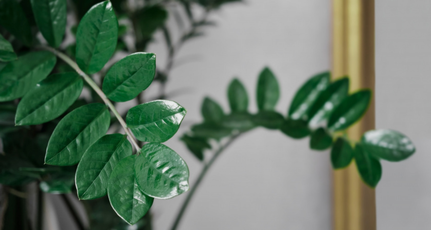 2 ложки под куст — и замиокулькас выдает по 2 листа в день — витаминный коктейль для суккулента 