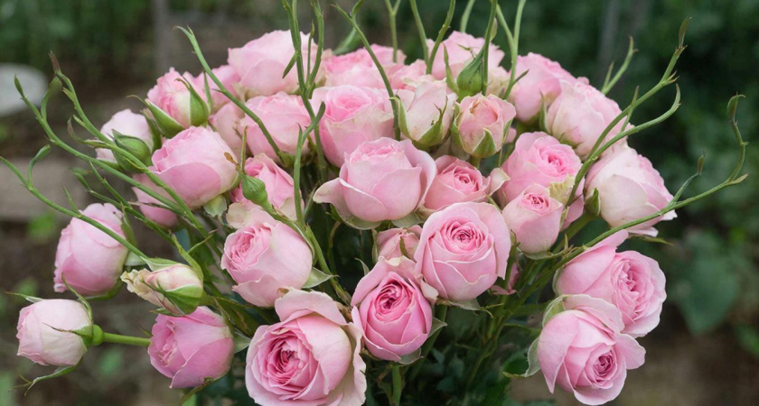 Этот цветок прекраснее роз, но требует февральского старта: почему с эустомой нельзя медлить в феврале