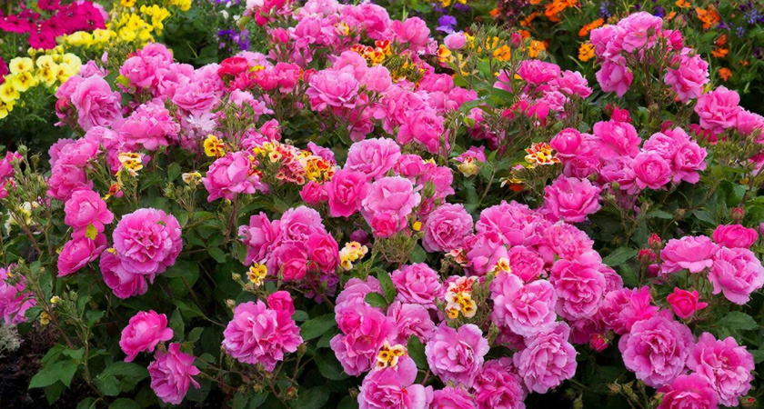 Променяла петунии на эту пятерку — и в полном восторге: цветут дольше, минимум ухода и выглядят круче