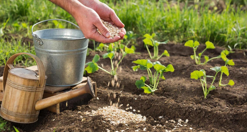 Всего за 30 рублей: "латаю" огород пшеном и забываю про дорогой навоз. Почва — пух, урожай — загляденье