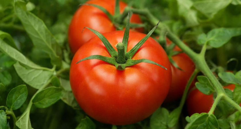 Топ-3 томата - настоящий помидорный конвейер штампует до холодрыги: хоть в салат, хоть на заготовки