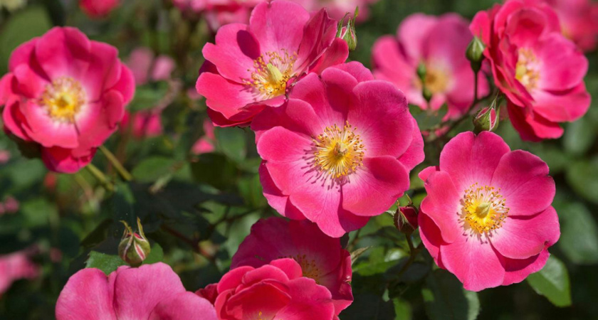 Пурпурное пламя на грядке: растение, которое цветёт до морозов и не просит полить и постричь