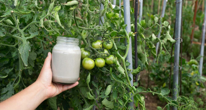 Седьмой год поливаю так томаты - 1 зубчик в воду, и без фитофторы весь сезон. Забыла как выглядит