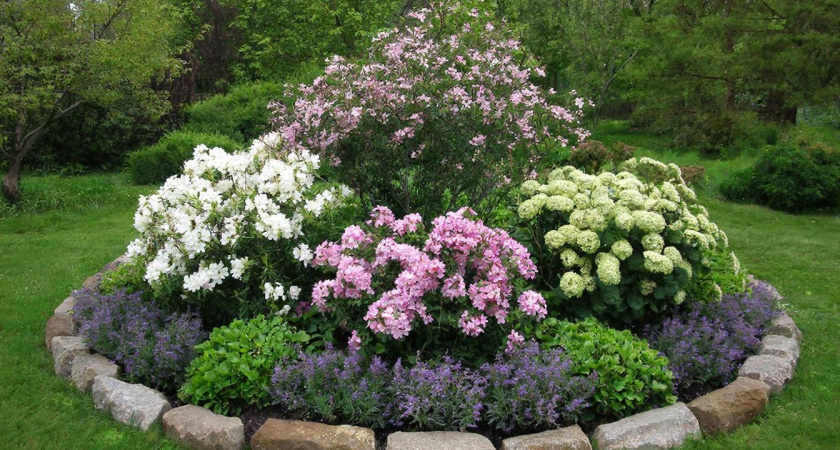 Живут до 40 лет и выглядят как из глянца: 3 неприхотливых многолетника — цветочный вулкан на клумбе