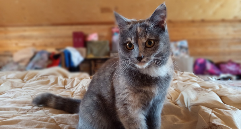 Соседка научила, как избавиться от запаха кошачьей мочи в квартире за 10 минут