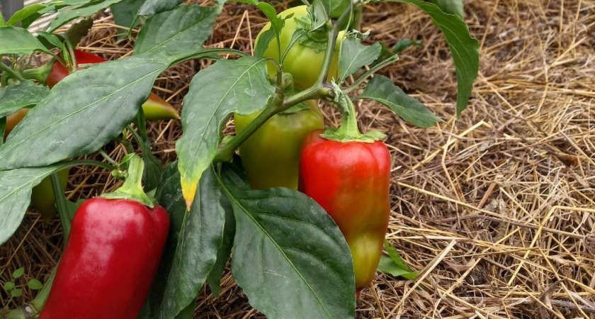 Просто сажаю перец в рукав — растет даже в холодном грунте: куст усыпан плодами-гигантами