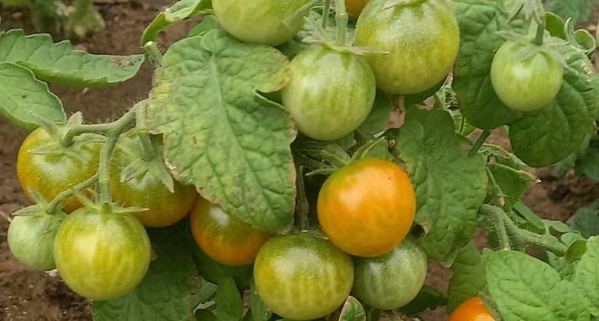 Выращивать томаты на рассаду? Никогда! Просто закапываю 5 плодов в теплице - а урожай - "вау"