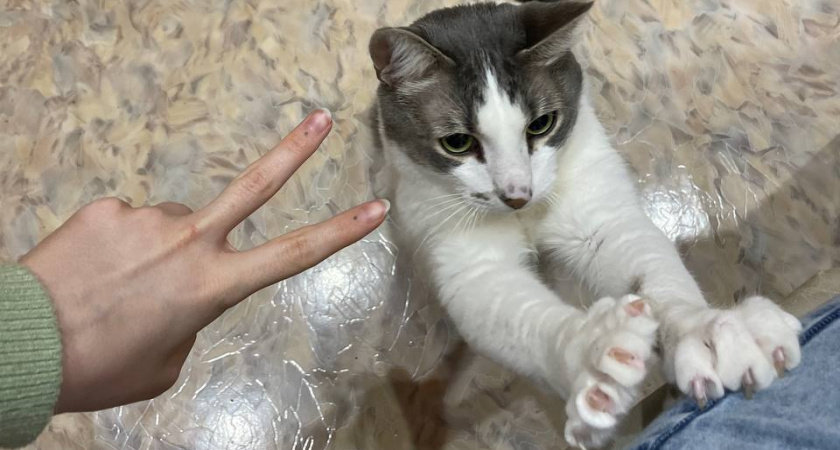 8 сигналов, что кошка вас, мягко говоря, "недолюбливает"