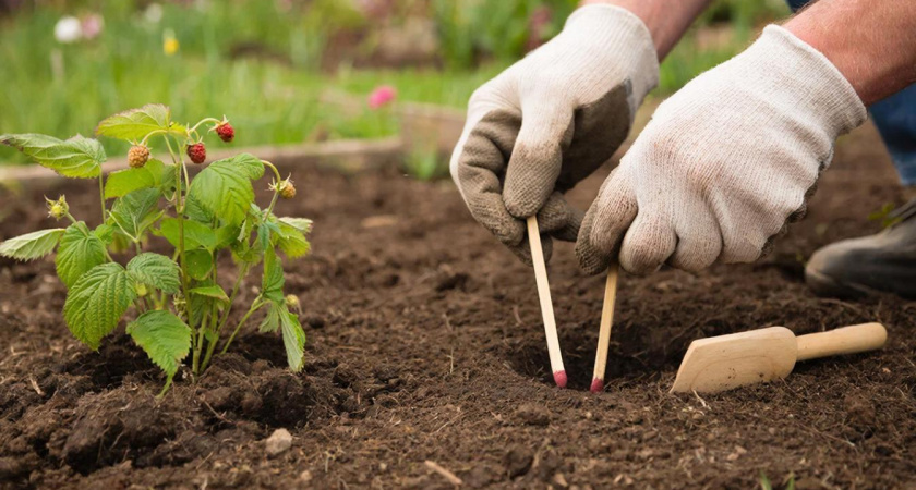 Бросьте спичку в лунку — малина даст сахарные ягоды с грецкий орех. Никаких червяков, а результат на 20 кустах