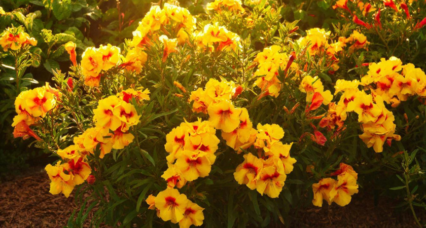 Бордюр становится огненной рекой: этот декоративный куст меняет краски всё лето без хлопот