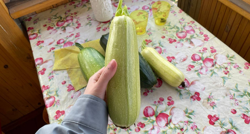 Зимой — свежие кабачки с дачи: сажаю эти 5 сортов — лежат месяцами, не портятся и не превращаются в мумии