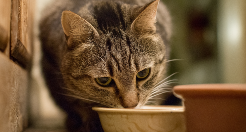 Почему нельзя ставить миску с водой в том месте, где кошка ест: вот в чем оказалась причина