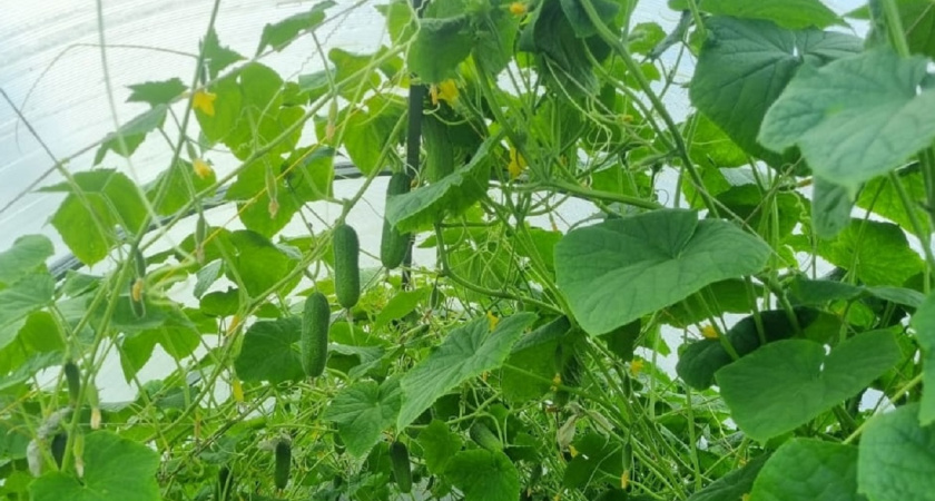 Лучший вариант укрытия для выращивания огурцов - я даже не поверил, что жена сама это придумала