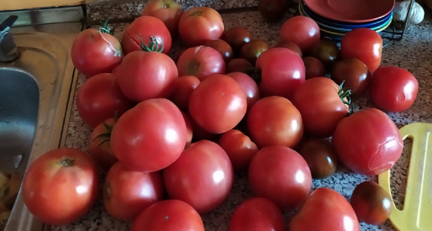В июне, а не в августе: 5 сортов томатов, которые дают первые плоды уже через 90 дней - дачники сметают их пачками