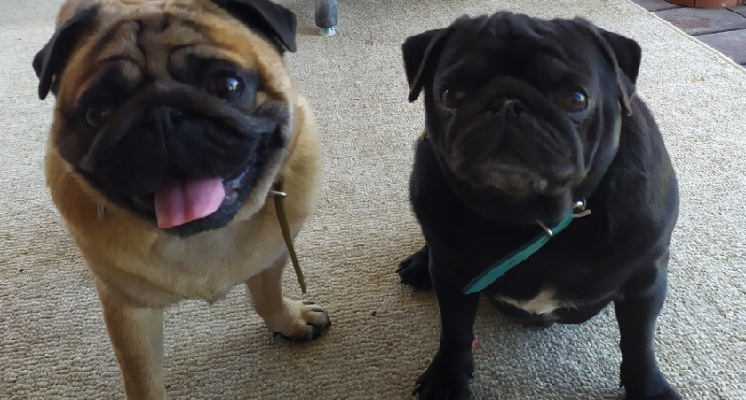 7 пород собак, которые не умеют плавать: почему они не могут держаться на воде