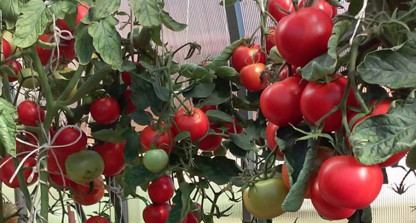 75 дней от всходов до тарелки, в июле уже будете есть: томат для нетерпеливых