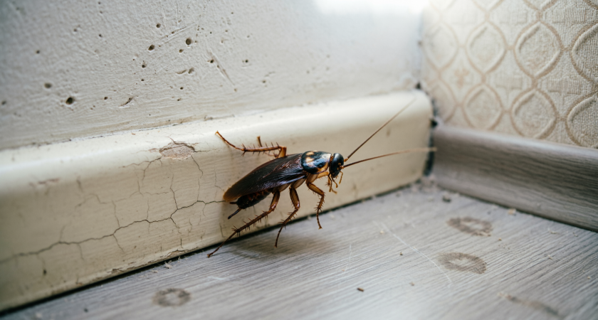 Думаете, что тараканы пропали из вашей квартиры? Это не так – и энтомолог объяснил, почему