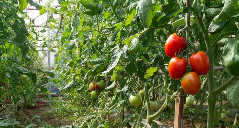 Урожай за 2,5 месяца: эти 3 сорта томатов созреют в огороде раньше всех