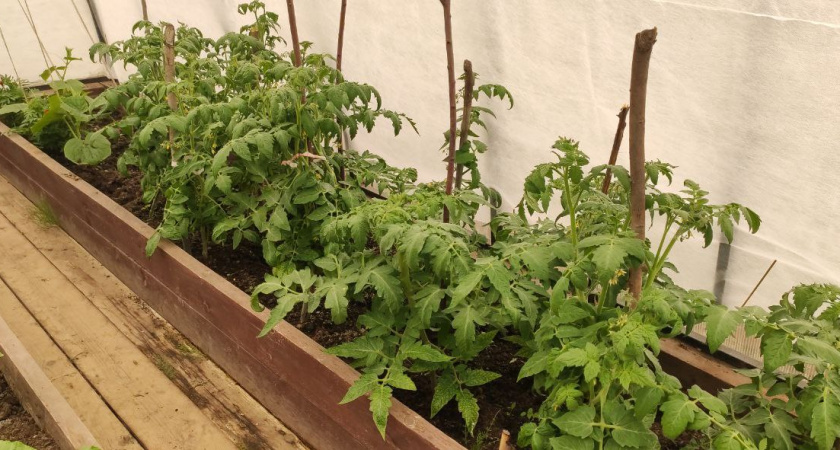 Зачем нужно менять место для томатов ежегодно: и что можно сажать на их старом