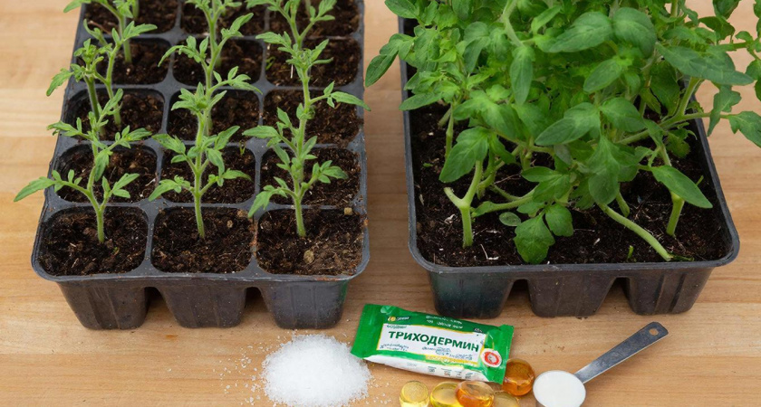 Рассада томатов и перцев "раскабанела" на 5 сутки: помогла простая подкормка из 3-х компонентов