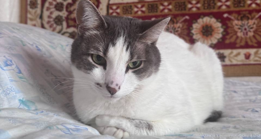 Помнит ли кошка, что было вчера — или она живёт одним днем