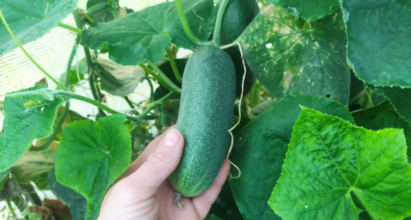 По 3 ведра с куста - и в жару, и в дождь: этот огурец-гибрид с бешеной урожайностью бьет все мои рекорды