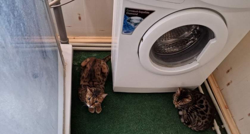 Стиралка пляшет по ванной: 4 шага остановят вибрацию за 10 минут - даже мастер не понадобится