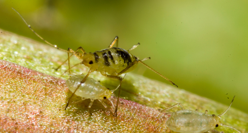 Дачники, посадите один цветок — и про тлю можно не вспоминать: мощный барьер от паразитов
