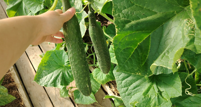 Огурцы всходят уже через 45 дней: лучшие сорта, которые я сажаю пятый год подряд