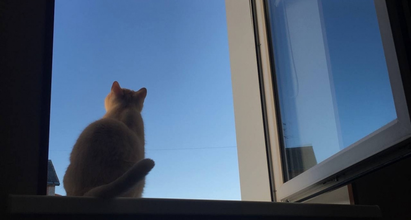 Почему шведам запрещено вешать на окна шторы – странная причина, которой больше 300 лет