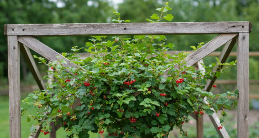 Как самому сделать вечные опоры для кустарников: смородины, крыжовника и гортензии