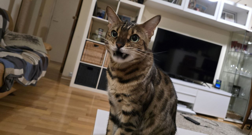 11 поступков людей, которые не нравятся кошкам: обязательно припомнят