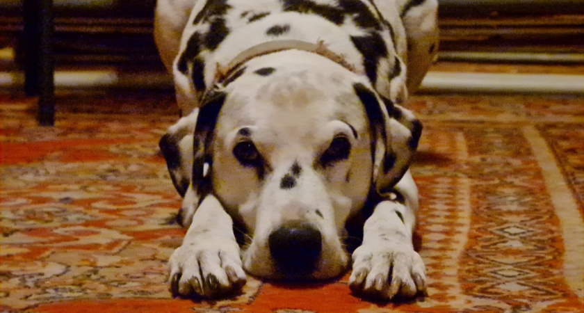 Не грызут мебель и не воняют псиной: три самые чистоплотные породы собак - идеальны для квартиры