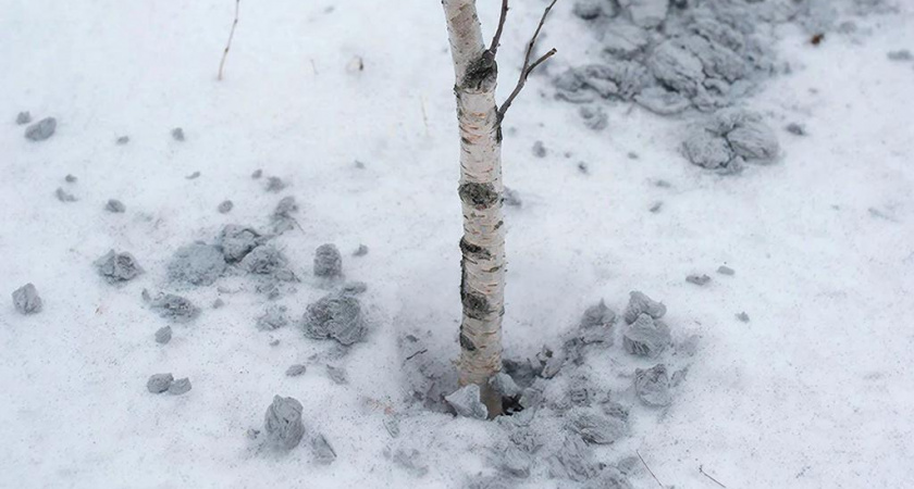Зачем я кладу золу в снег: рассказываю о мудрости, которой поделились со мной старые садоводы