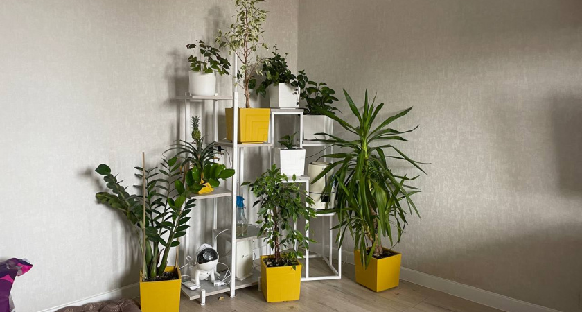 Растворяю 1 т и удобряю цветы: спатифиллум и замиокулькас прут как на дрожжах