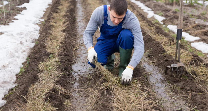 Лучше навоза и компоста вместе взятых: после схода снега бросаем на грядки - и почва как пуховое одеяльце