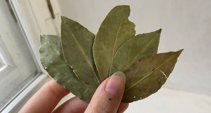 Посев рассады всегда начинаю с лаврушки: прекрасный стимулятор и защитник от болезней