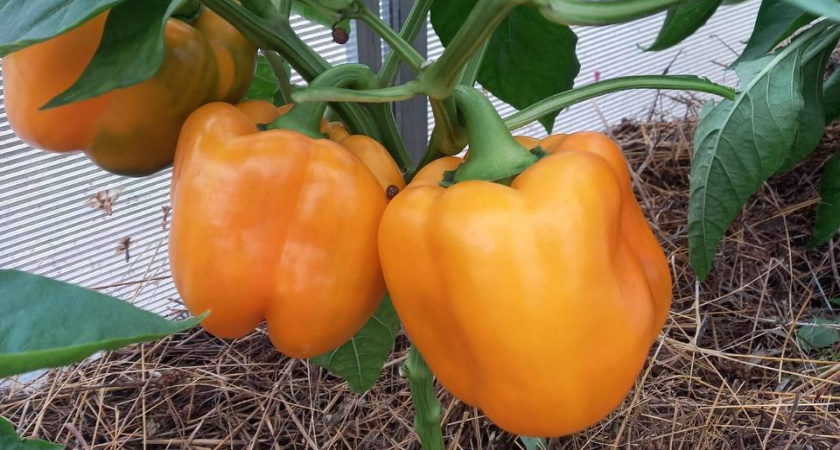 Из 560 сортов выбираю ежегодно только 1: вяжет перцы в любую погоду - для теплицы и для открытого грунта, с куста по 5 кг плодов 