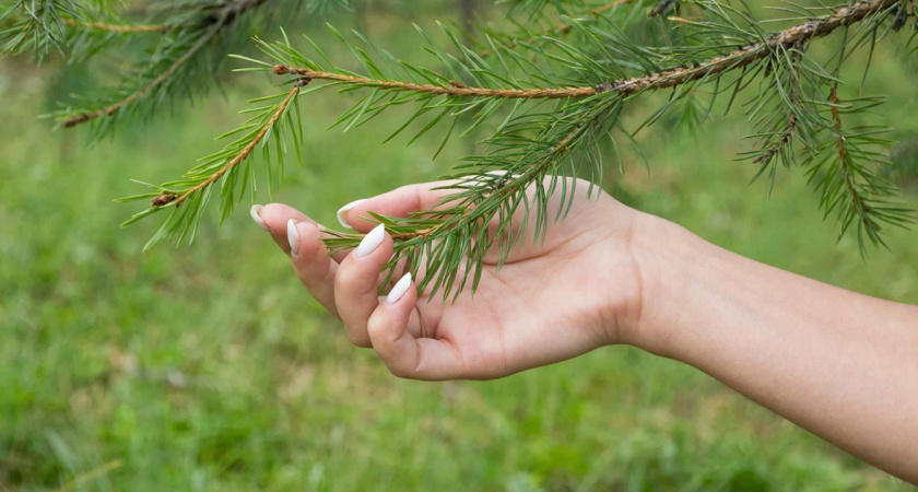 С 1 марта за эти растения дачников начнут штрафовать — до 700 тысяч рублей с куста