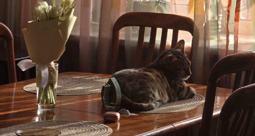 Почему кошка постоянно прыгает на стол: и как отучить