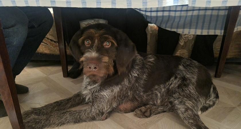 Когда собаке не хватает вас: как распознать одиночество у питомца — запомните раз и навсегда