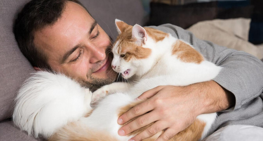 Почему кошка ложится на область сердца и мурлыкает как трактор: 5 научных объяснений
